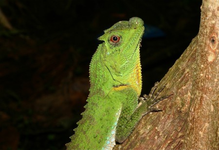 Hump-nosed Lizard Lyriocephalus scutatus Sri Lanka